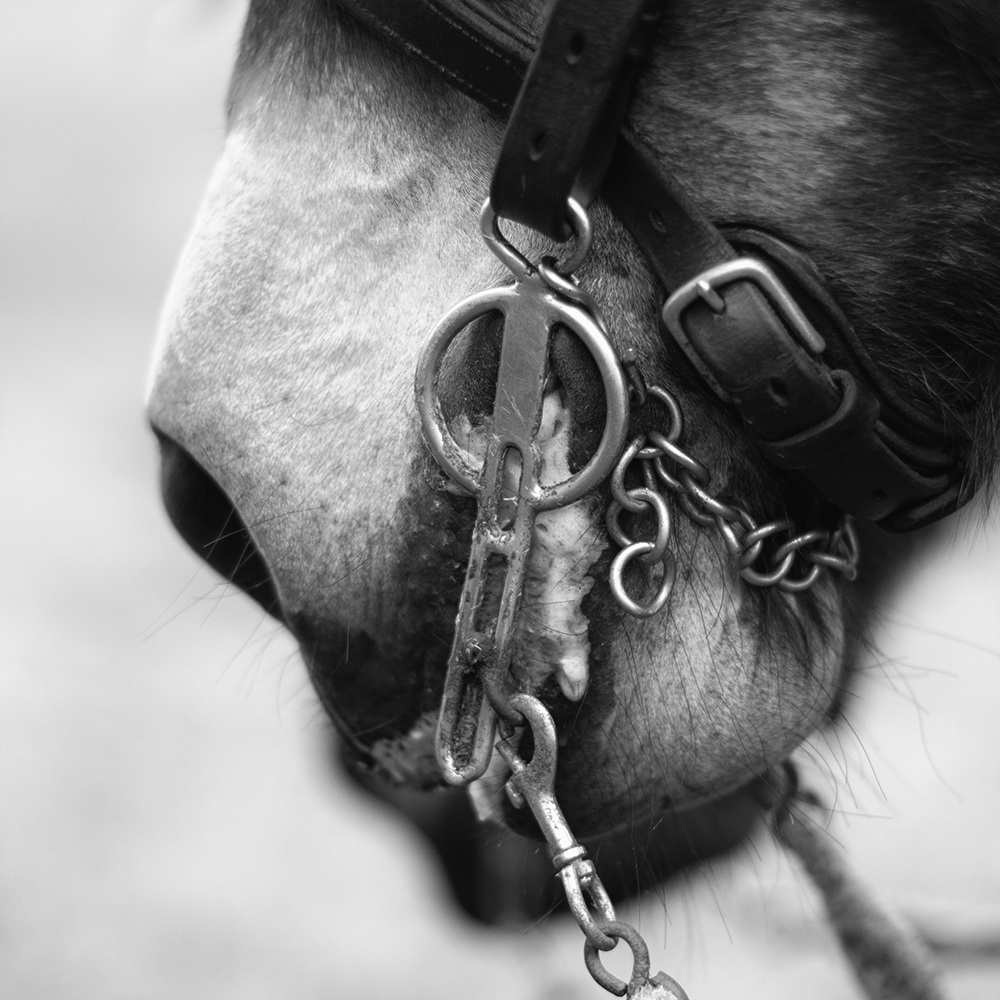 Paard