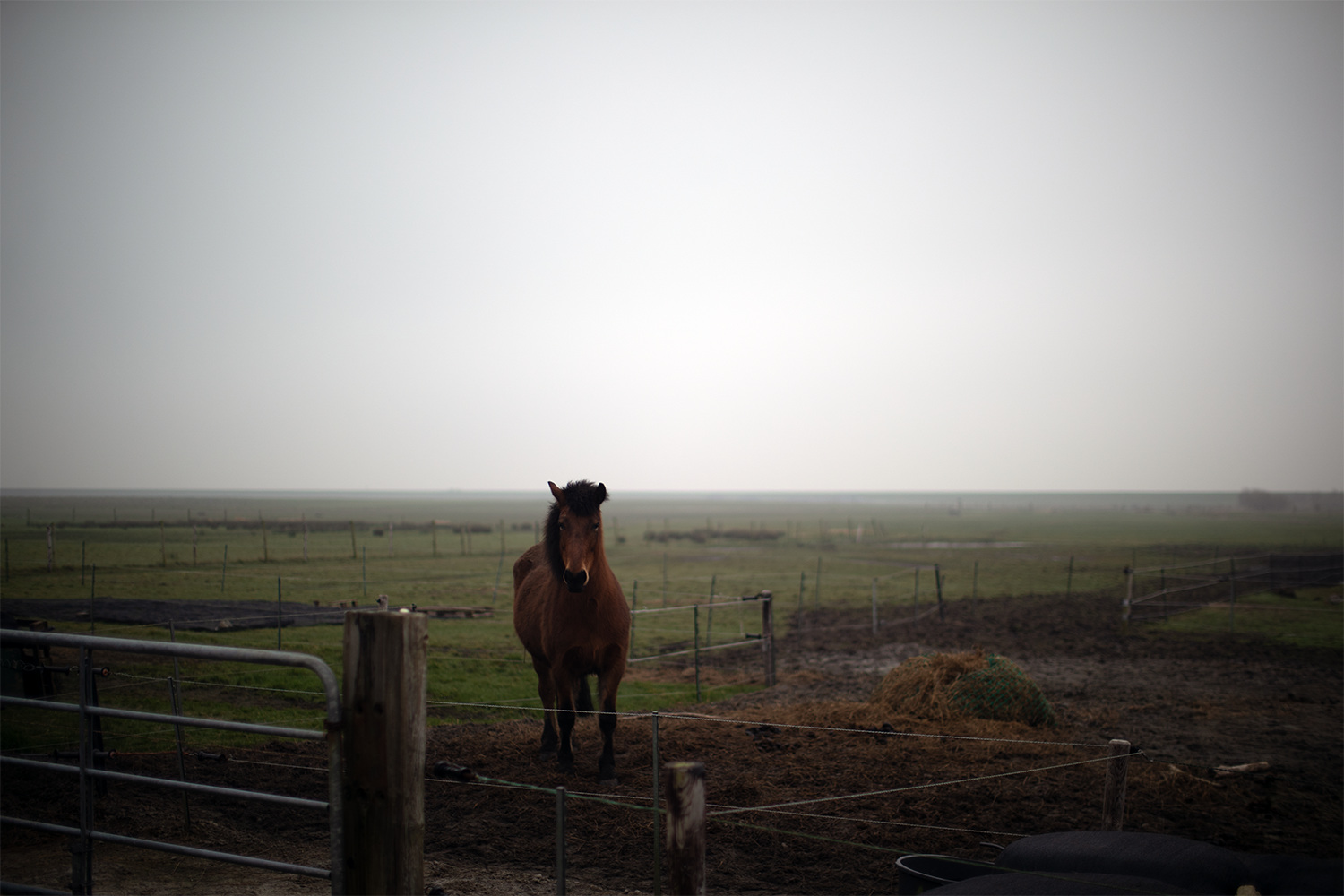 Paard